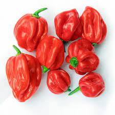 Scotch Bonnet Hot Pepper 50g